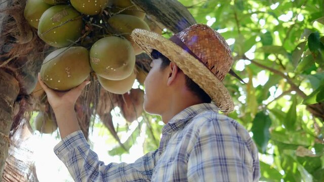 A smiling young Asian farmer is picking up small and short coconuts, whose fragrant water and soft flesh are perfect to sell as a beverage or called coconut with a flagrant juice.