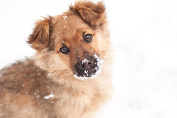 Adorable young puppy. Playful young dog in snow.