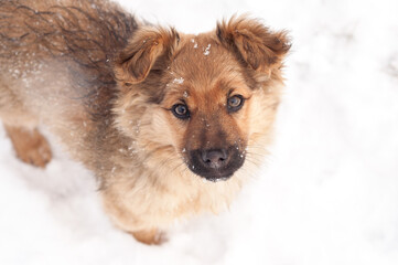 Adorable young puppy. Playful young dog in snow.