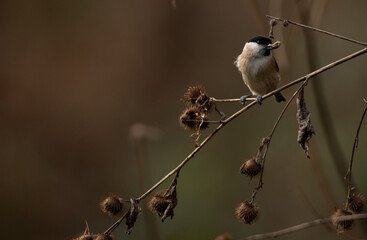 Marsh Tit Feeding on a seed with an autunal background