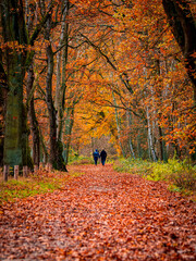 rear view of an adult couple holding hands walking in the distance along a pathway through a tree tunnel during an idyllic autumn day with orange colored leafage.