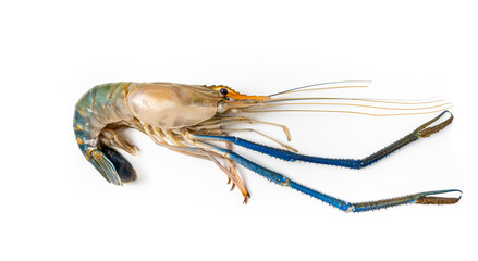 Close up Fresh shrimp and long arm isolated on white background. The giant river prawn on white background. Grilled giant river prawns are popular Thai cuisine.