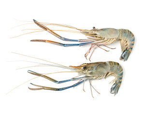 Close up Fresh shrimp and long arm isolated on white background. The giant river prawn on white background. Grilled giant river prawns are popular Thai cuisine.