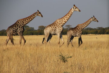 Giraffenfamilie