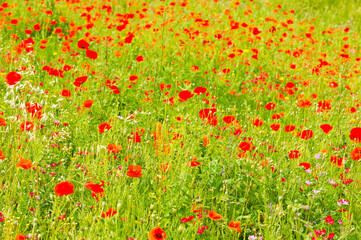 Poppies and wild flowers, Carcassonne, Languedoc-Roussillon, France