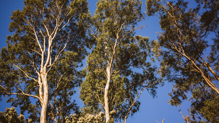 Trees in the park