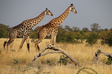 2 Giraffen