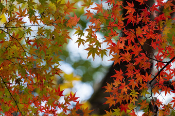 冬の森の綺麗な赤色の紅葉の風景