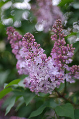 lilac flowers in the garden, close up