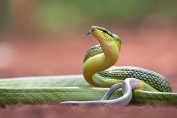 Gonyosoma oxycephalum known as red-tailed green ratsnake
