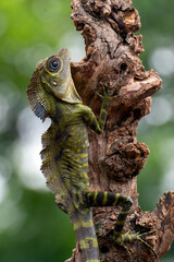Angle head lizard ( Gonocephalus bornensis ) on tree trunk