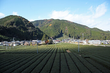 茶畑、静岡県 川根町｜一面に広がる緑色一色の茶畑を眺めにると何故か心が癒やされます。大井川鐵道車窓からの風景です。
