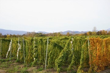 Obraz premium Autumn Green and Yellow hop cones in a field for making beer - ホップ栽培 農場 北海道 虻田郡 留寿都村 