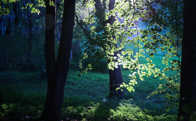 twilight in the garden