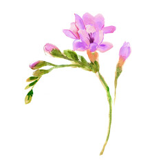 Fototapeta premium Watercolor hand painted freesia flower