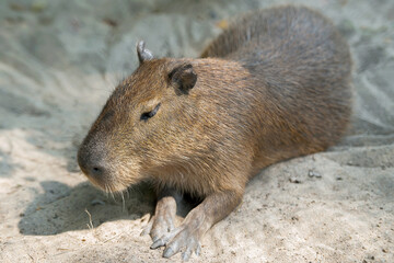 Close up portrait of a cute capybara (Hydrochoerus hydrochaeris)