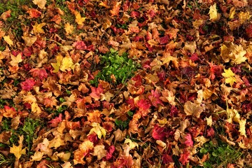 Dried red and yellow autumn leaves on ground. Closeup - 赤く紅葉した落ち葉 ニセコ 北海道虻田郡留寿都村