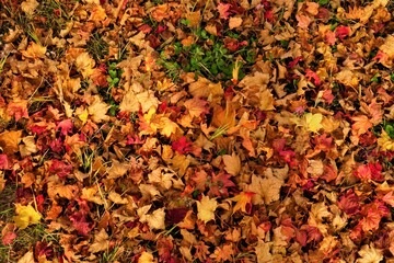 Dried red and yellow autumn leaves on ground. Closeup - 赤く紅葉した落ち葉 ニセコ 北海道虻田郡留寿都村	