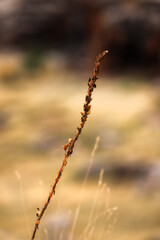 Detailed photograph of a small dry pasture in the middle of all the living nature of that mountain.