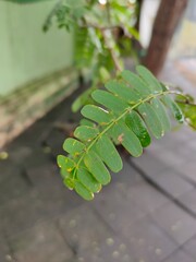 Fern Leaf On Tree