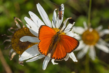 Obraz premium Dukaten-Feuerfalter, Lycaena virgaureae, DE, NRW, Kahler Asten, Sauerland 2020/07/13 09:08:05