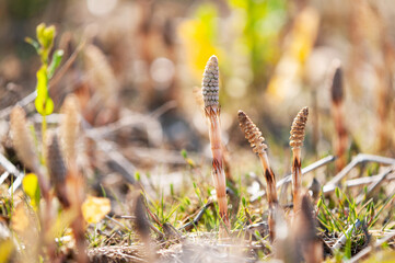 Fototapeta premium 春の使者