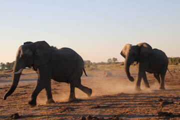 Fototapeta na wymiar Elefant im Sprint