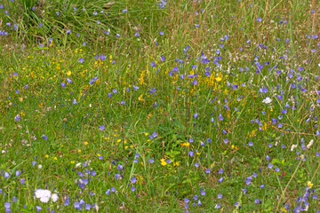 Fototapeta premium Wiese, Blumenwiese, DE, NRW, Schlangenberg bei Stolberg 2020/07/27 12:24:01