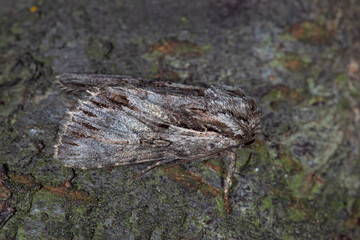 Weißgraue Johanniskrauteule, Chloantha hyperici, DE, NRW, Leverkusen Opladen 2020/07/31 12:09:40