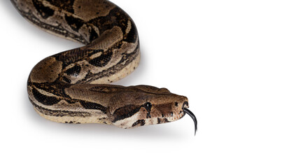 Fototapeta premium Detail head shot Boa Constrictor aka Boa Constrictor Imperator snake. Isolated on white background. Tongue out.