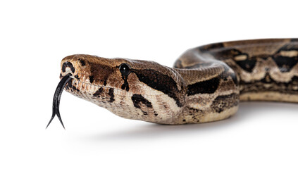 Detail head shot Boa Constrictor aka Boa Constrictor Imperator snake. Isolated on white background. Tongue out.