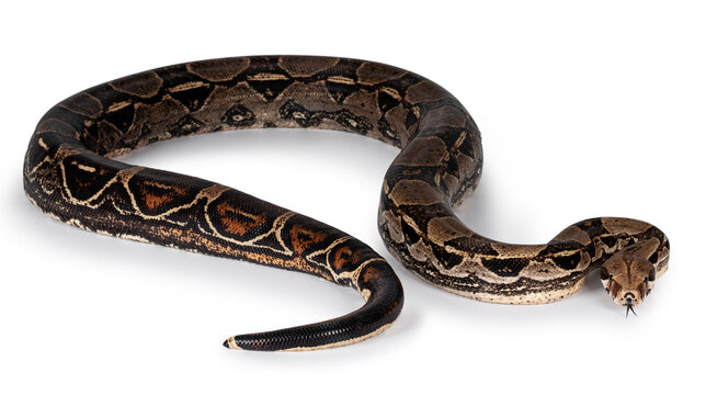 Full body Boa Constrictor aka Boa Constrictor Imperator snake. Isolated on white background.