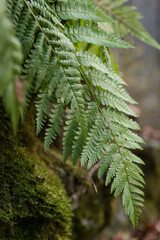 amazing fresh leaf of fern