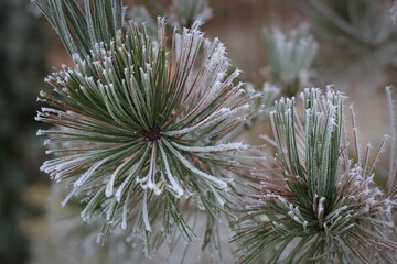 Oszronione igły sosny w zimowy dzień. © Magorzata
