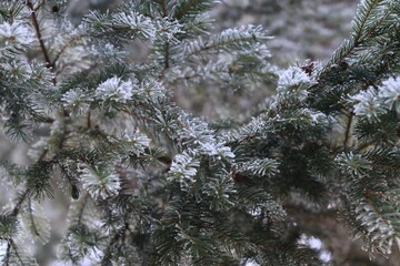Christmas tree on conifer forest  in winter.