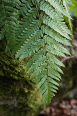 Naklejka na ściany i meble beautiful green fresh fern on blurred background