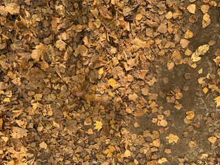 Autumn leaves backround