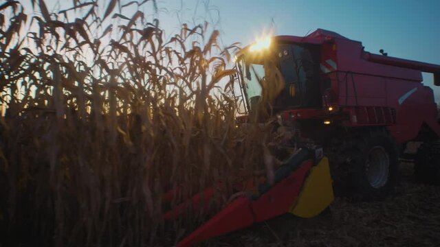 Medium large shot of combine header mechanism cutting corn stalks in sunset time. Side view. 