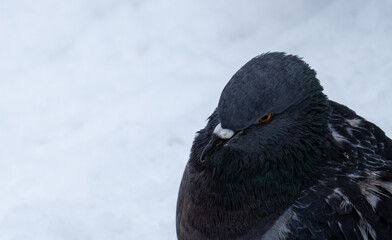 Portrait of the dove on the snow