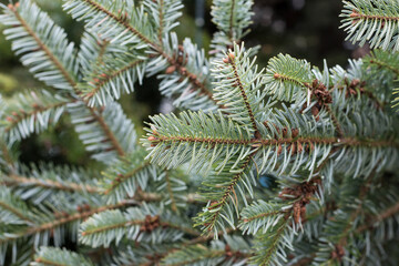 Naklejka na ściany i meble Closeup of fir branches in a christmas tree in the street