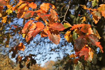 Golden brown Autumn leaves on tree
