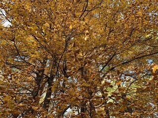 Obraz premium Forest in autumn