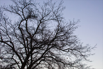 Rami di albero senza foglie nella stagione invernale.