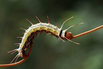 Rambutans Caterpillar on Branch