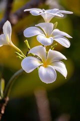 Plumeria flowers close up, one of the greatest smells of flowers in nature. three flowers inlined...