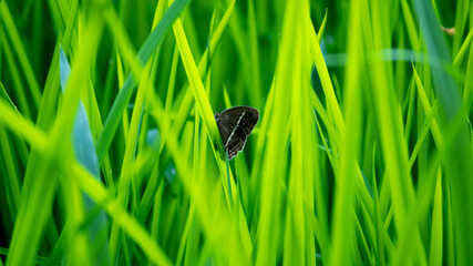 Cingalese Bushbrown butterfly in vibrant green rice leaves in the paddy field, common Sri Lankan butterfly.