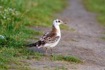 Chick of Black headed gull is sitting on the ground