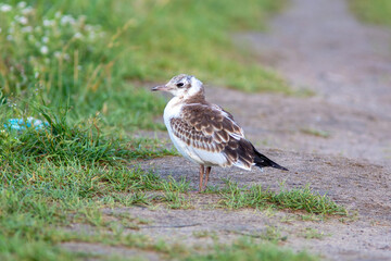 Chick of Black headed gull is sitting on the ground