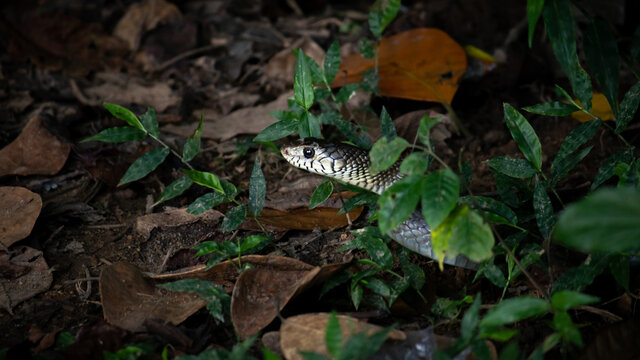 Rat snake peeking head out in the grass and dead leaves ground.