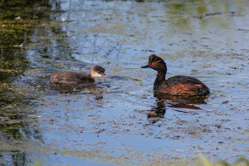 The Black-necked grebe with chick is sitting on the water